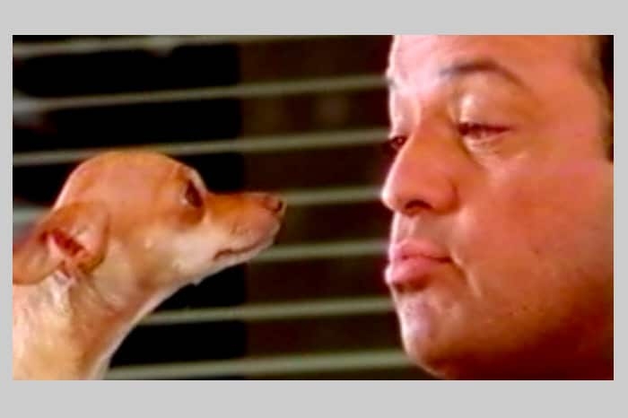 El Pollo Loco – chihuahua